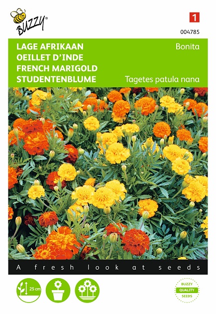 Graines D'Œillets Rouges - 1000 Graines Non OGM - Faciles à Cultiver - Pour Jardin Et Balcon - Fleurs Parfumées Et Colorées