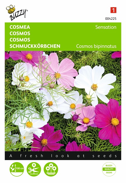 Graines de Cosmos Sensation - Livraison Rapide de Graines