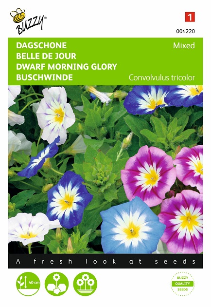 Descubra 48 kuva 48 kuva belle de jour plantes - Thptnganamst.edu.vn