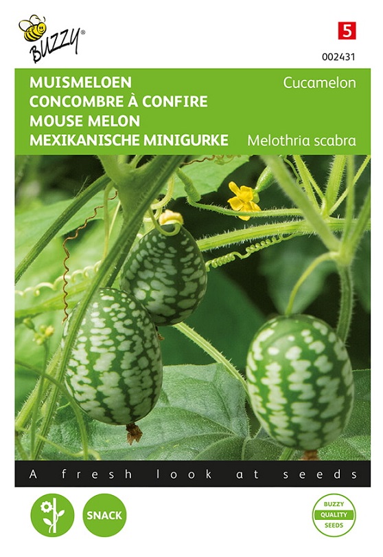 Graines de vigne de cucamelon, melon de souris, petits concombres,  Melothria scabra ME0110 -  France