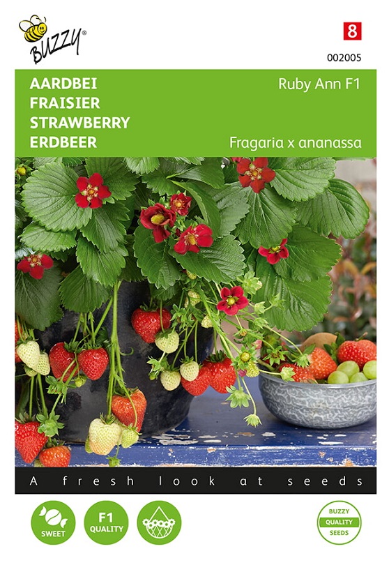 graines de fraise Grandian F1 