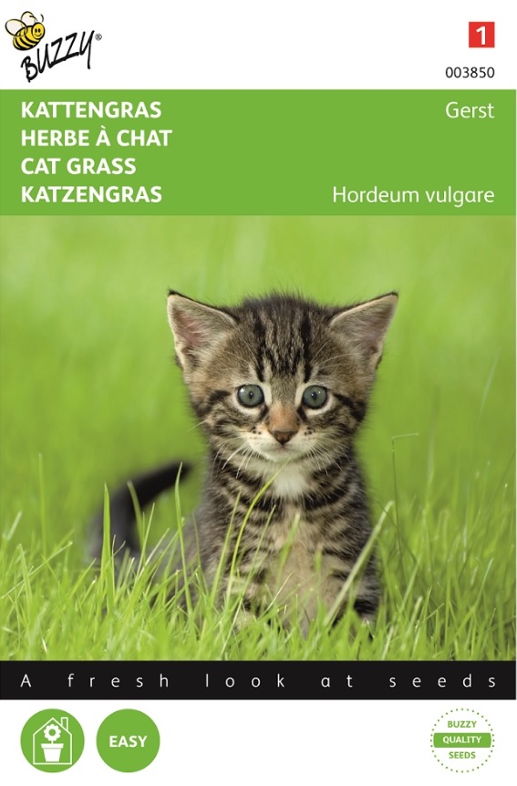 Herbe à chats 250 g - Graines potagères / Herbes aromatiques