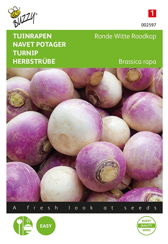Graines De Navet Potager NANCY - Variété Rustique, Racines Rondes Blanches à Collet Violet - Semis De Mai à Août