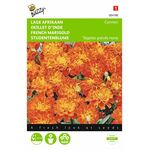 Graines de fleurs Œillet d'Inde Carmen
