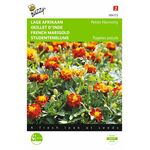 Graines de fleurs Œillet d'Inde Petite