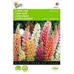 Graines de Fleurs Lupin Nain