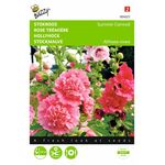 Semences Rose Trémière