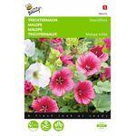 Graines de Fleurs Malope