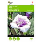 Graines de  Fleur Datura