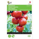Graines de Tomate À Grappes