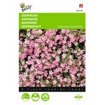 Graines de Fleurs Saponaire Rose