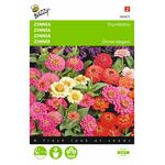 Graines de Fleurs Zinnia Thumbelina