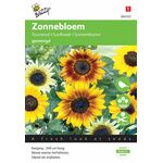 Graines de Tournesol Varié