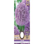 Ail d'ornement Violet XXL