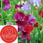 Biologische Lathyrus