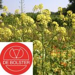 Biologische Gele Mosterd - Groenbemester