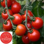 Bio Graines Tomate à Cerise 'Zuckertraube'