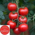 Bio Semences Tomate 'Bolstar Gimli F1'