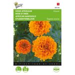 Rose D'Inde Hawaii Orange