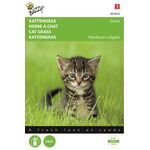 Herbe À Chat