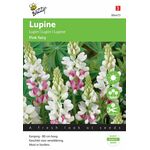 Graines de fleurs Lupin Pink Fairy