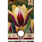 Tulipe Triumph Gavota