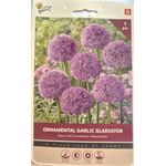 Ail d'ornement Violet XXL