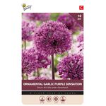 Ail d'ornement Violet 'Sensation'