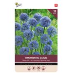 Allium Blauwe Look Sierui bollen 12 st.