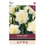 Narcissen Bollen Obdam 5 st.