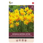 Narcis Bulbes à Fleurs Jaune Orange Jetfire