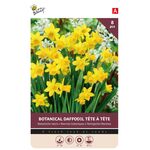 Narcis Bulbes à Fleurs Jaune Tete a Tete