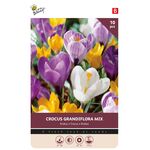 Crocus Bulbes à Fleurs Grandiflora Mixture
