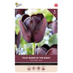 Tulipe Cottage Queen Of Night