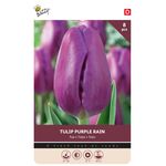 Bulbes de Tulipes 'Purple Rain'