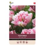 Tulpen bloembollen Finola