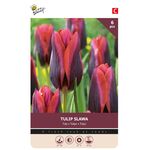 Bulbes à Fleurs Tulipe Violet 'Slawa'