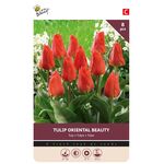 Bulbes de tulipes 'Orriental Beauty'