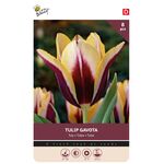 Tulipe Triumph Gavota