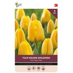 Tulpen Bloembollen Golden Apeldoorn