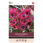 Bulbes de Tulipes 'Little Beauty' 6/7 10st.