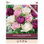 Tulpen Bloembollen Double Lavender Blend