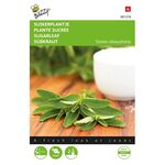 Stévia Rebaudiana / Plante Sucrée