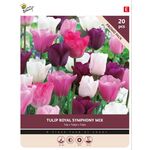 Bulbes de Tulipes 'Royal Symphony' 20st.