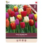 Bulbes de Tulipes 'Triumph Mix' 20st.