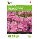 Godétia a Fleurs d'azalee 'Sweet Heart Pink'
