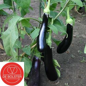 BIO Aubergine Violetta Lunga 3