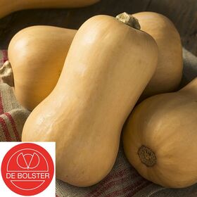 Bio Graines Courge Butternut
