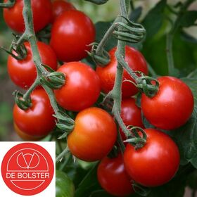 Bio Graines Tomate à Cerise 'Zuckertraube'