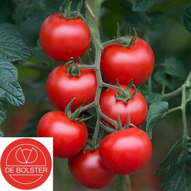 Bio Semences Tomate 'Bolstar Gimli F1'